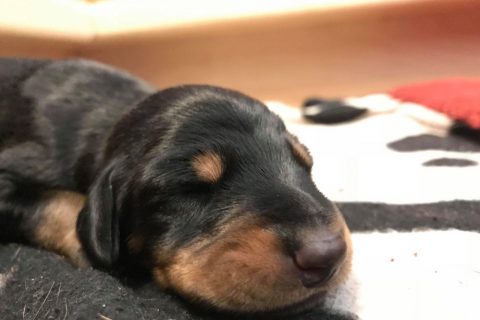 Permalink to:Puppy News